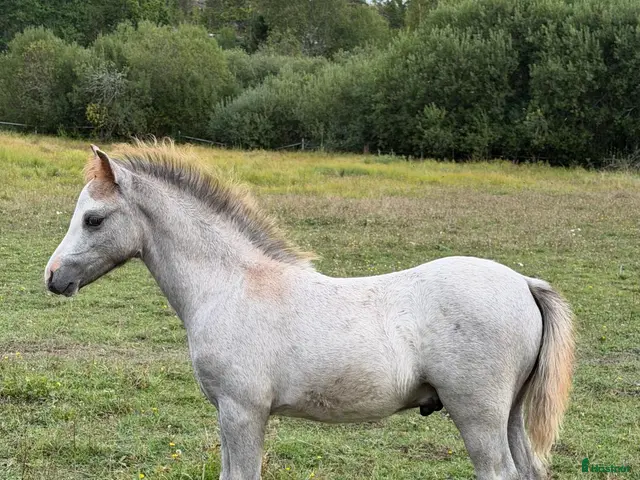 hästar till salu: Ekbäckens stuteri,Welsh Mountain hingst - Annons 2