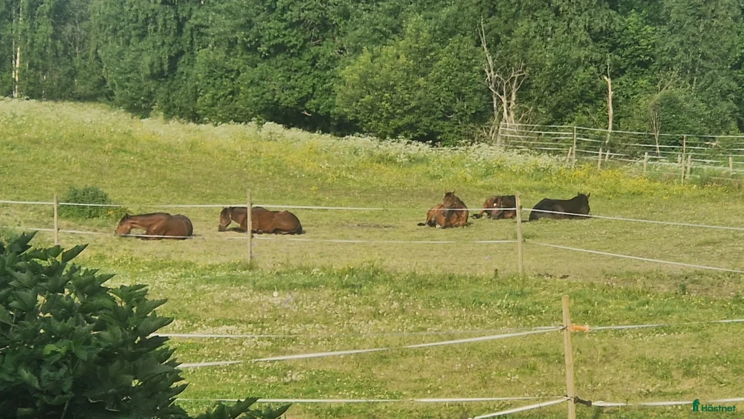  stallplats finnes: Sommarbete finnes mitt mellan Borlänge och Säter  - Annons 2