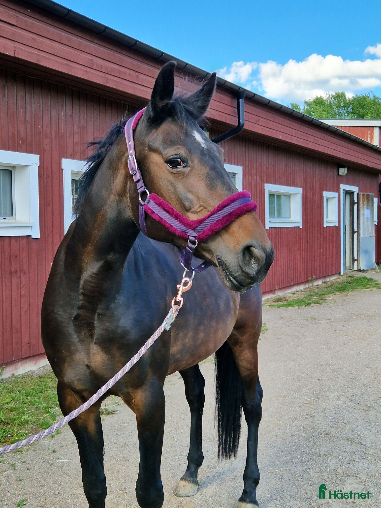  hästar Fint sto  - Annons 1