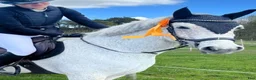 Hoppning hästar till salu: Lättsam Connemara med potential - Annons 1