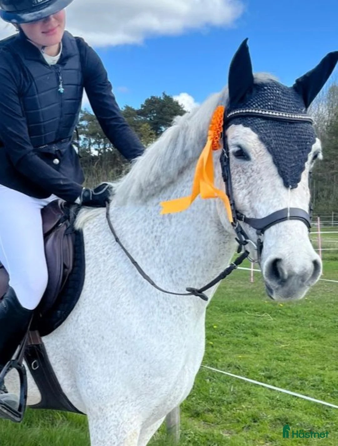 Hoppning hästar till salu: Lättsam Connemara med potential - Annons 1