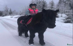 Allround hästar till salu: Islands valack  i Äppelbo - Annons 10