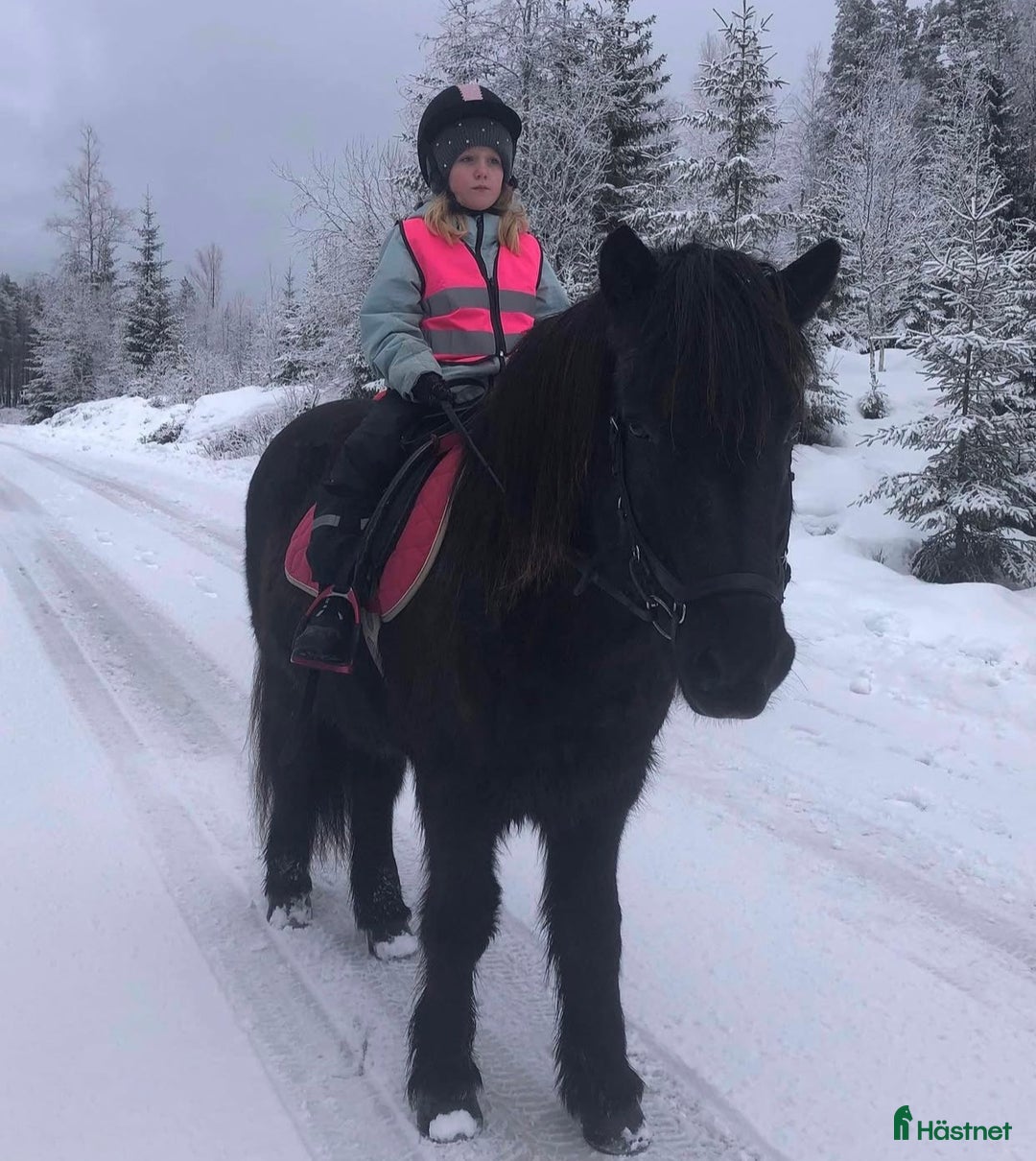Allround hästar till salu: Islands valack  i Äppelbo - Annons 10