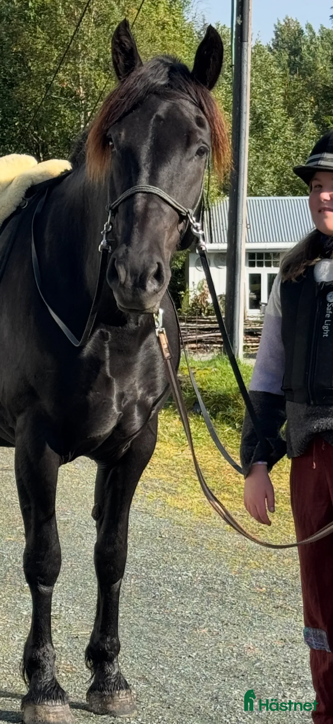Avelshästar hästar till salu: Avlssto med utmärkt travstam till salu. - Annons 2