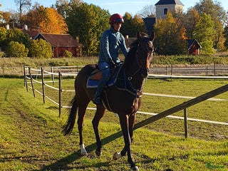 hästar Snäll fullblodsvalack i Rimbo - Annons 7