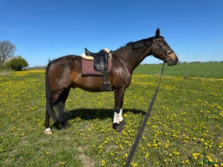medryttarhäst finnes: Medryttare sökes i Annelöv - Annons 21