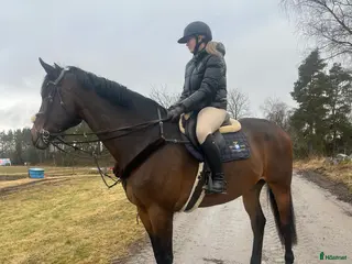 hästar foderhäst för ev senare köp - Annons 6