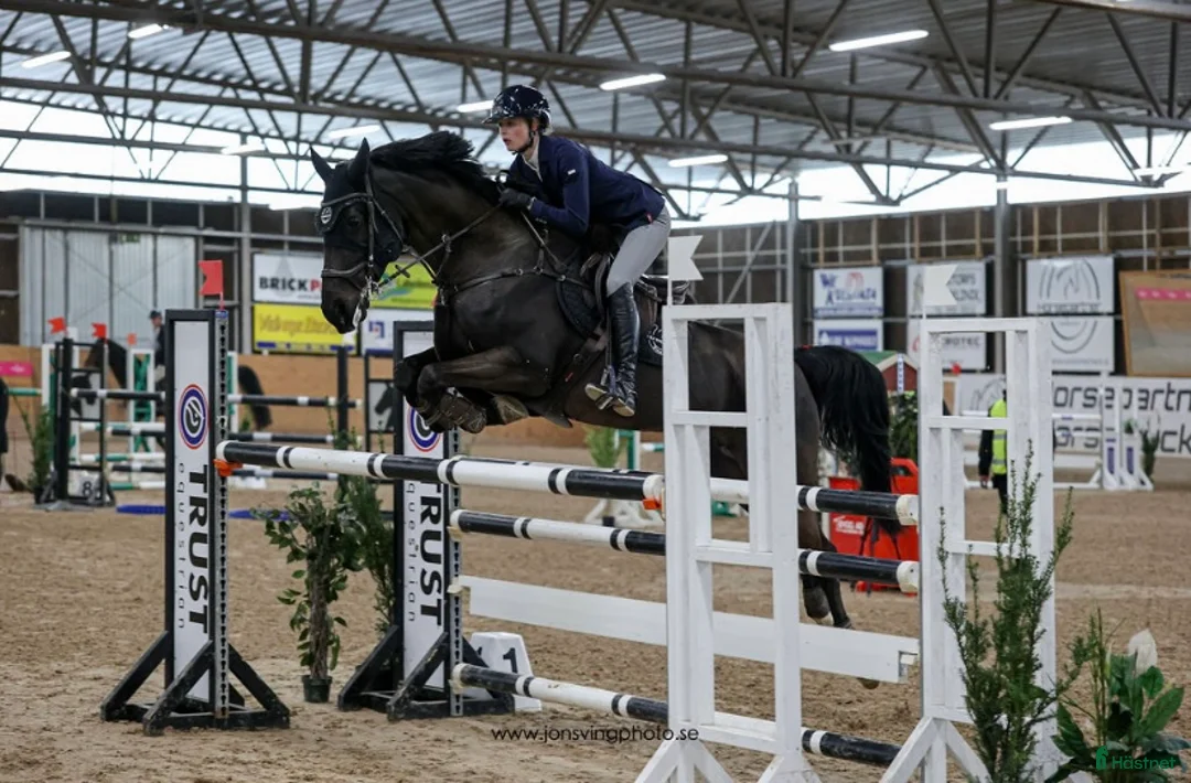 Allround hästar till salu: 🌟Projekthäst🌟 - Annons 1