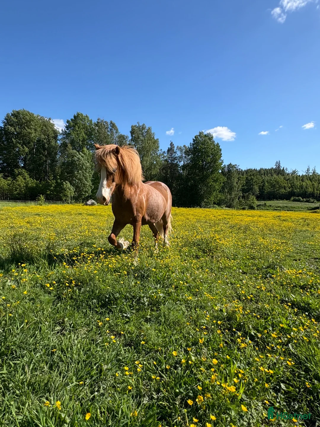 Hoppning hästar till salu: C-ponny till hoppning  - Annons 1