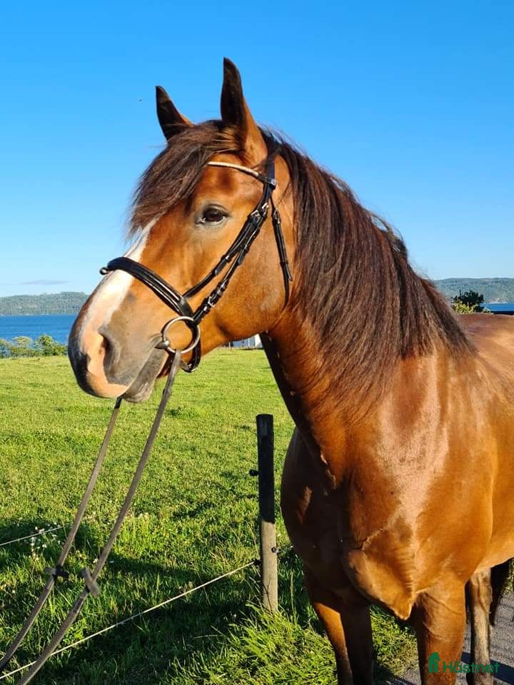  hästar Världens mysigaste Ludde i Visingsö - Annons 4