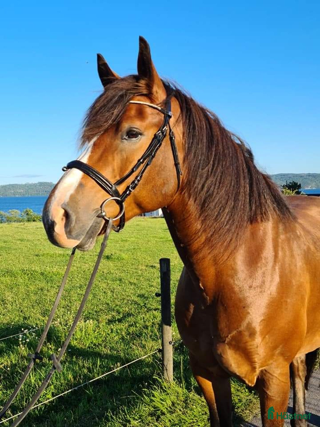 Sällskap hästar till salu: Världens mysigaste Ludde i Visingsö - Annons 1