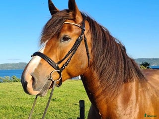 hästar Världens mysigaste Ludde i Visingsö - Annons 22