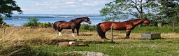 Allround hästar sökes: Snäll valack görna kallblodskorsning köpes. i Gränna - Annons 1
