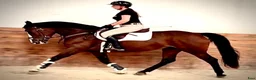Allround hästar till salu: Luna – Kind & Versatile Mare | Great Jumper! 10yo - Annons 2