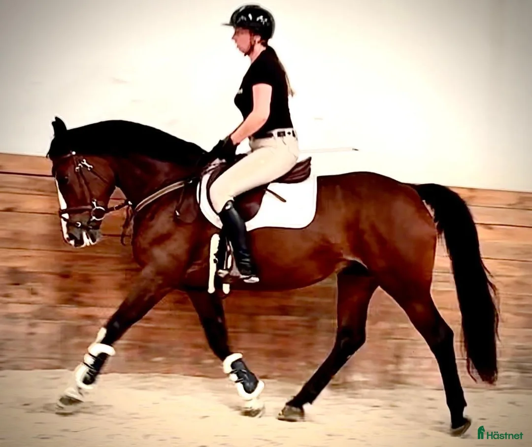 Allround hästar till salu: Luna – Kind & Versatile Mare | Great Jumper! 10yo - Annons 2