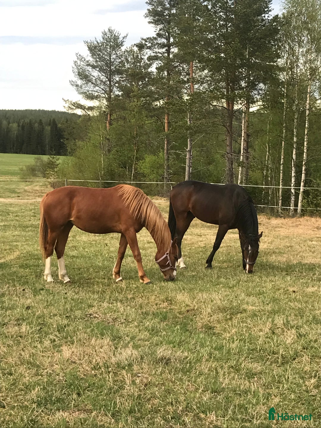 Allround hästar till salu: Allround valack i Vindeln - Annons 2