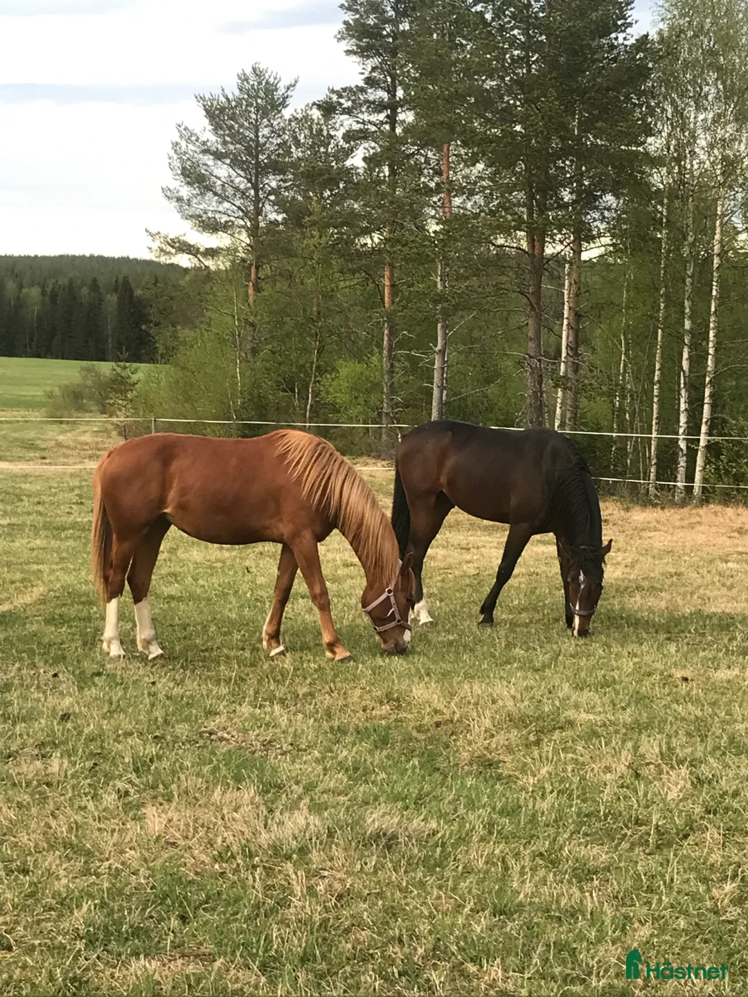 Allround hästar till salu: Allround valack i Vindeln - Annons 2