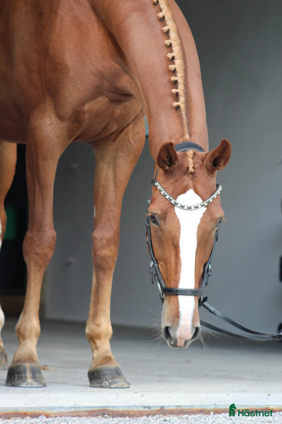 Övrigt hästar till salu: Världens snällaste häst söker ett för alltid-hem  - Annons 1