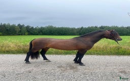 Avel hästar till salu: Välstammad avelshingst söker nytt hem! i Skinnskatteberg - Bild 5
