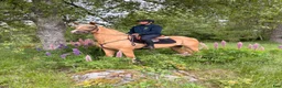 Dressyr hästar till salu: Toppklassigt dressyr sto 🐴 - Annons 16