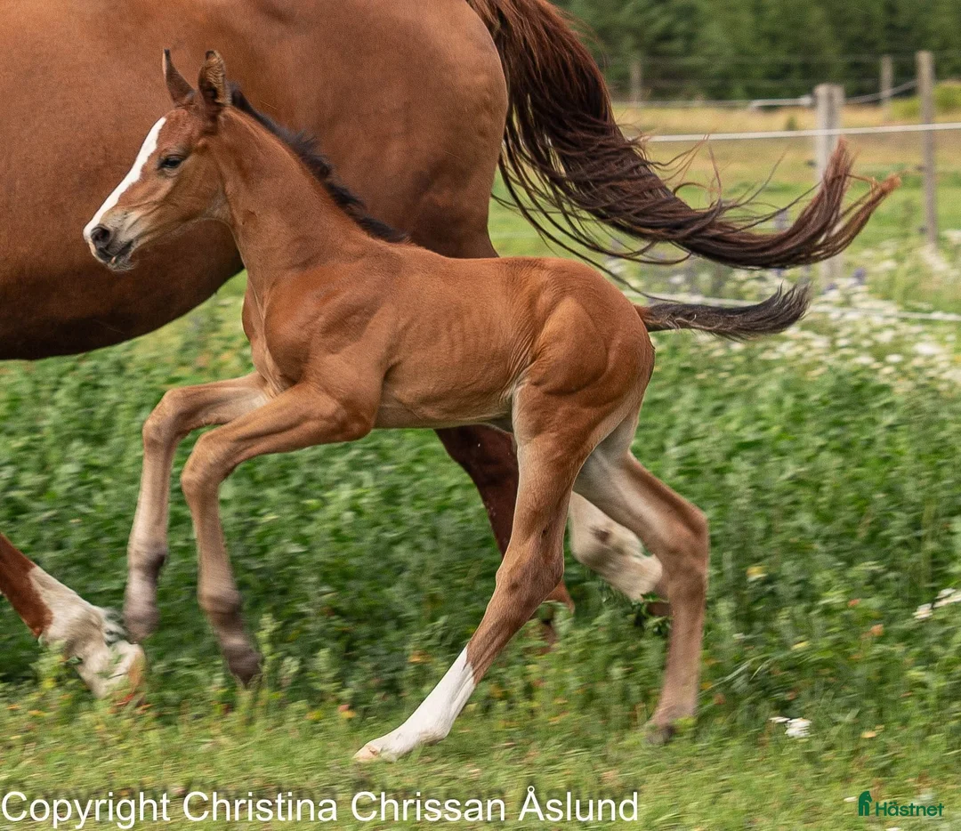 Dressyr hästar till salu: 2 talangfulla hingståringar - Annons 2