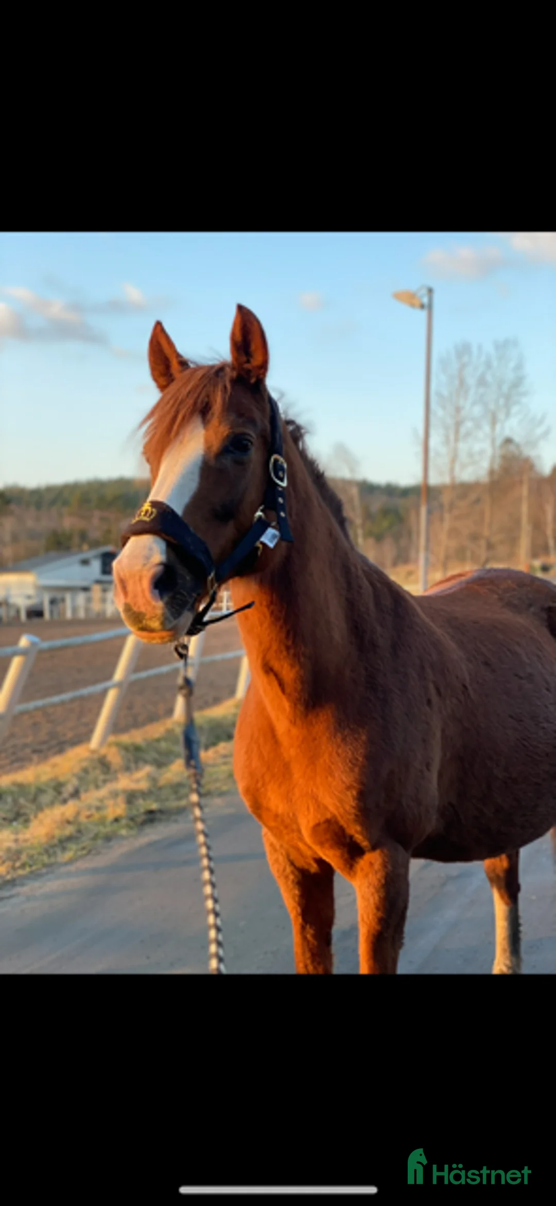Sällskap hästar till salu: Ponny sällskap i Jonsered - Annons 3