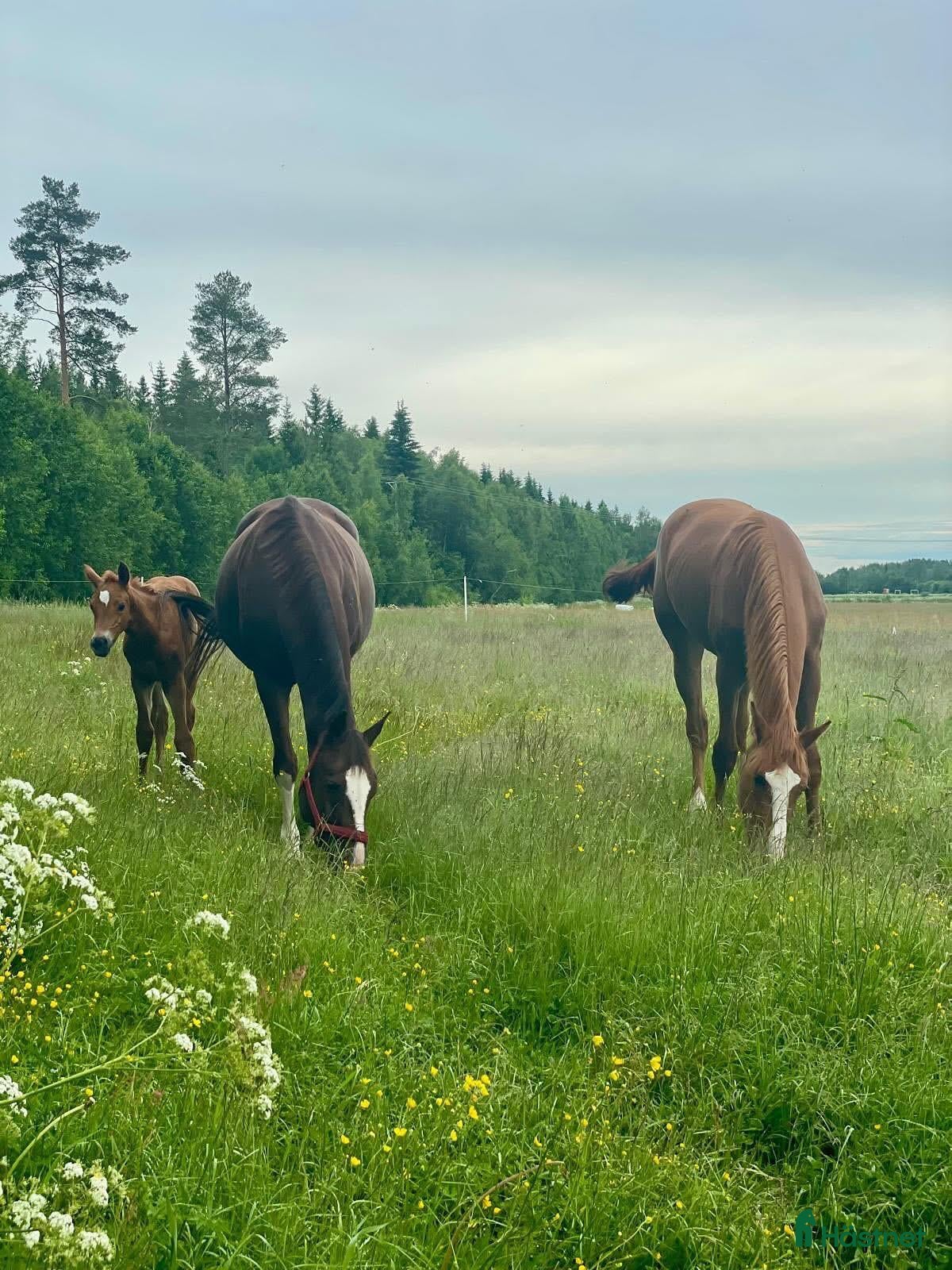  stallplats Sommarbete i Innertavle (Umeå) - Annons 1