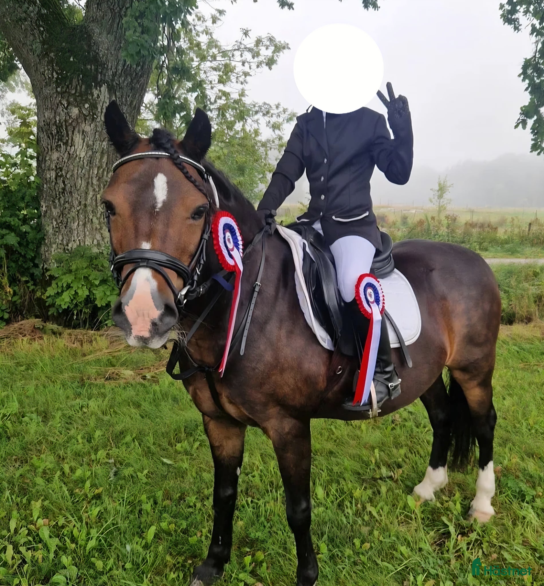  hästar Världens tryggaste  Diplomsto/Läromästare  - Annons 8