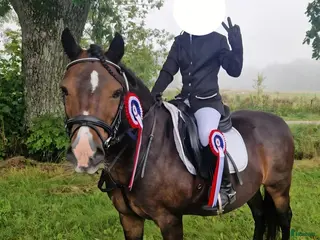 hästar Världens tryggaste Diplomsto/Läromästare - Annons 14