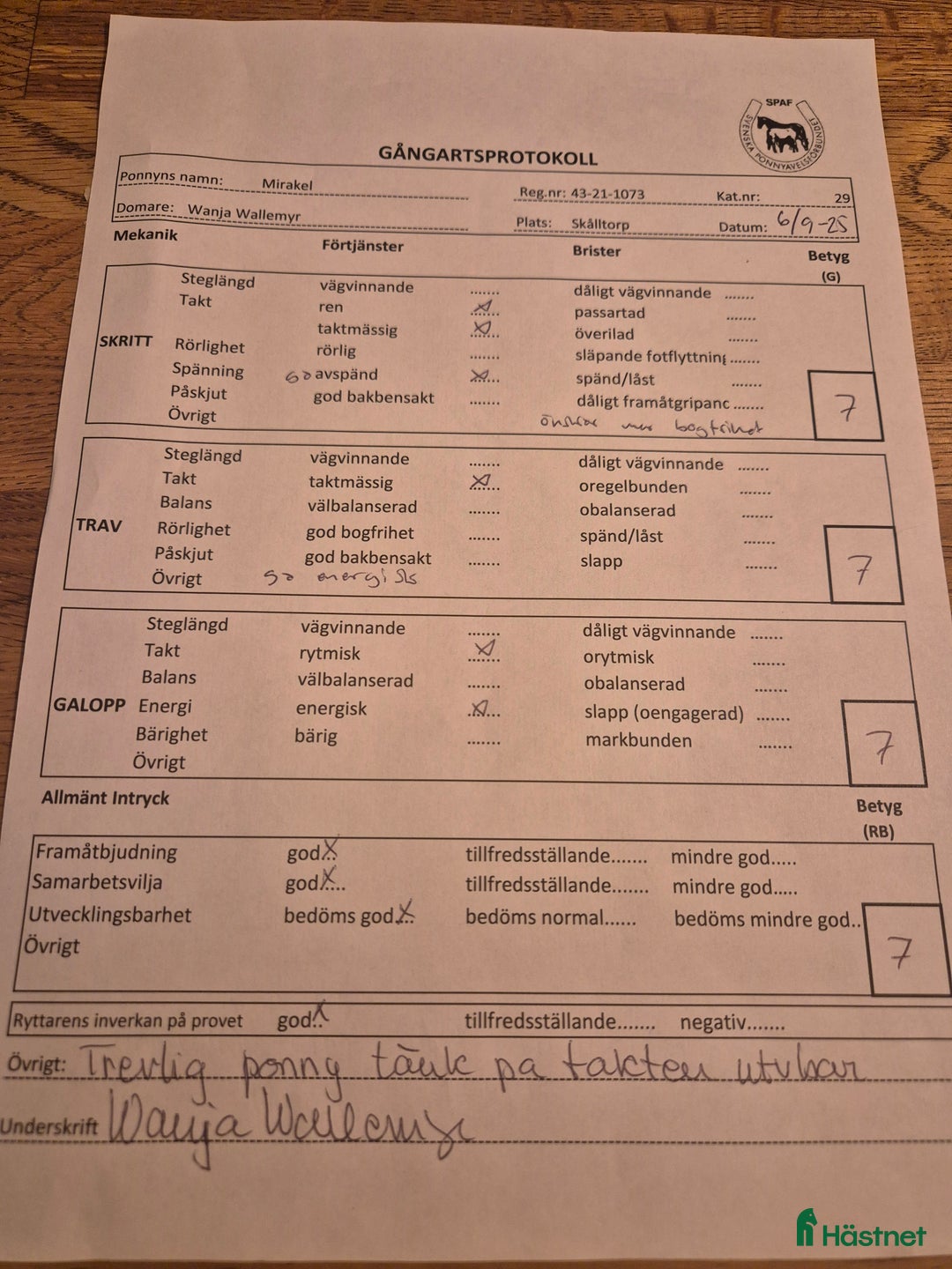 Hoppning hästar till salu: Charmig 4-årig ridponny valack i Skara - Annons 6