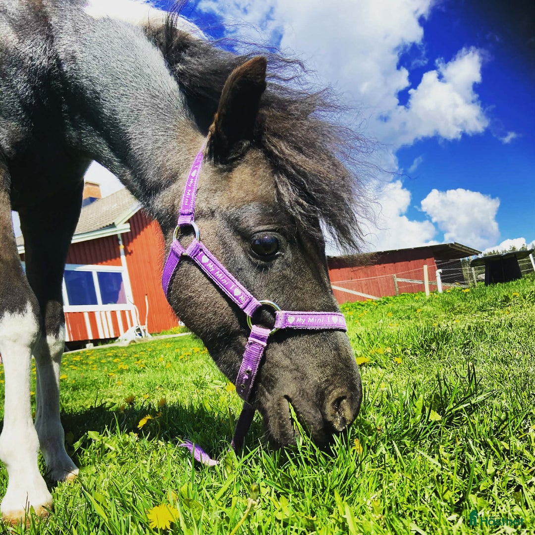 Allround hästar till salu: Trevlig miniatyr! i Säffle - Annons 2