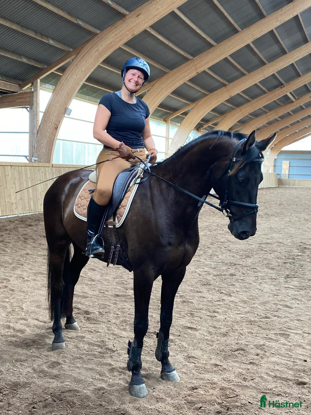 Allround hästar till salu: Lyxig hobbyhäst med utstrålning - Annons 2