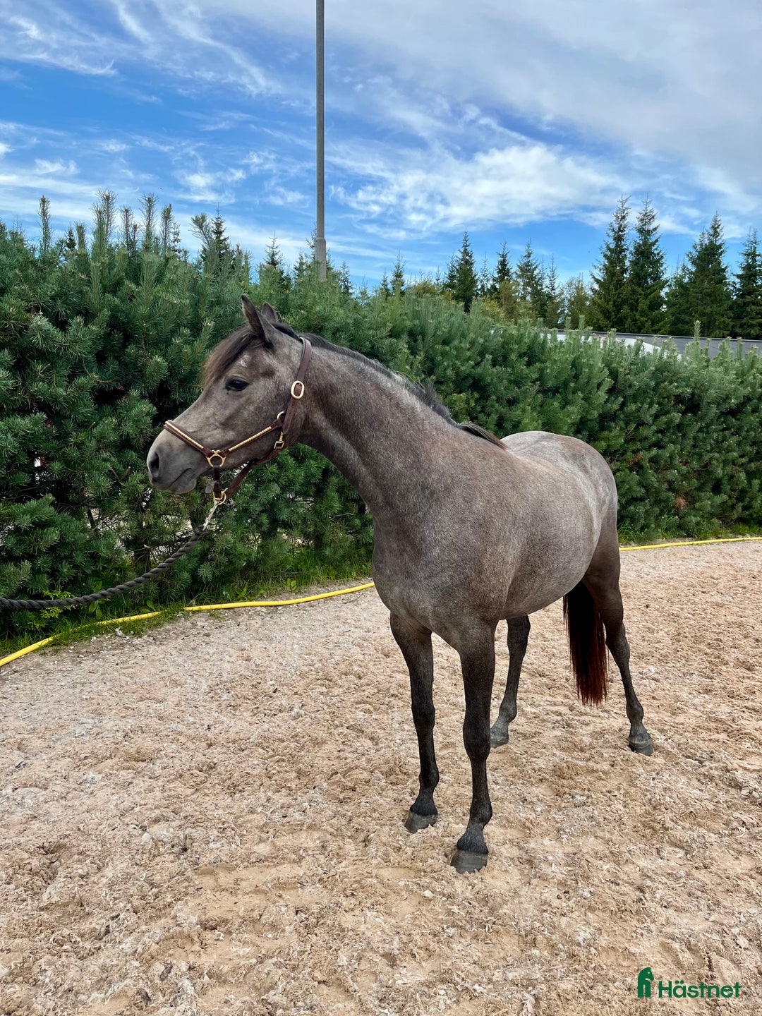Hoppning hästar till salu: Tillfälle!! Otroligt söt och lovande ungponny i Lammhult - Annons 3