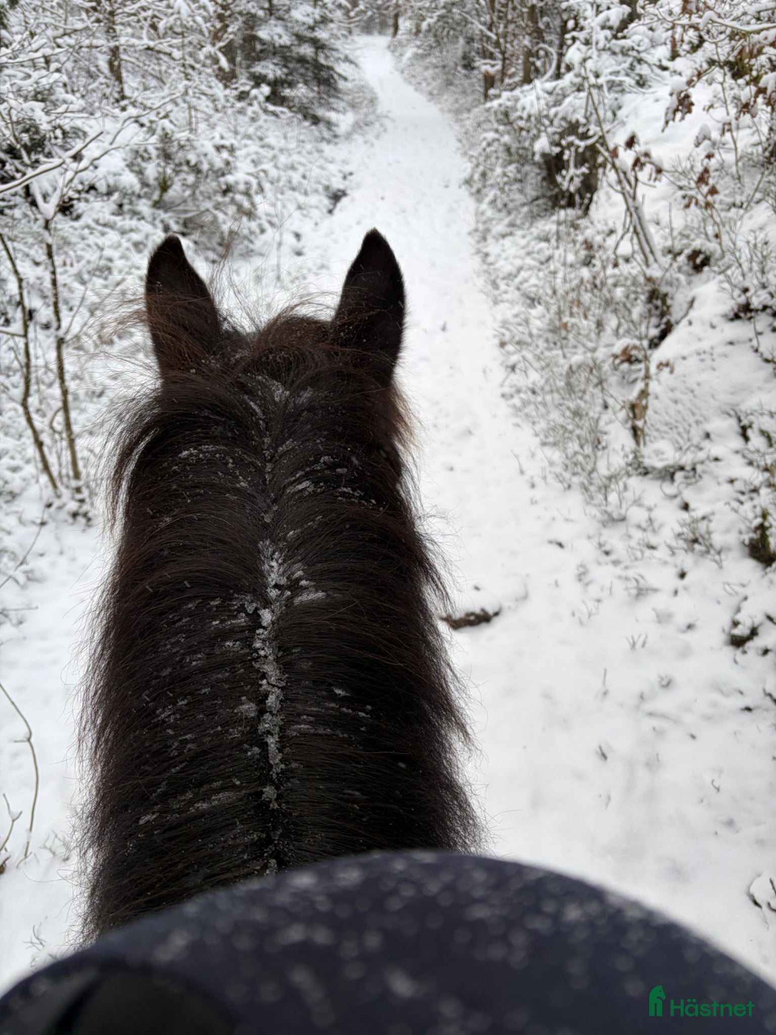  hästar SÖKER SÄLSKAPS PONNY / FODER  - Annons 2