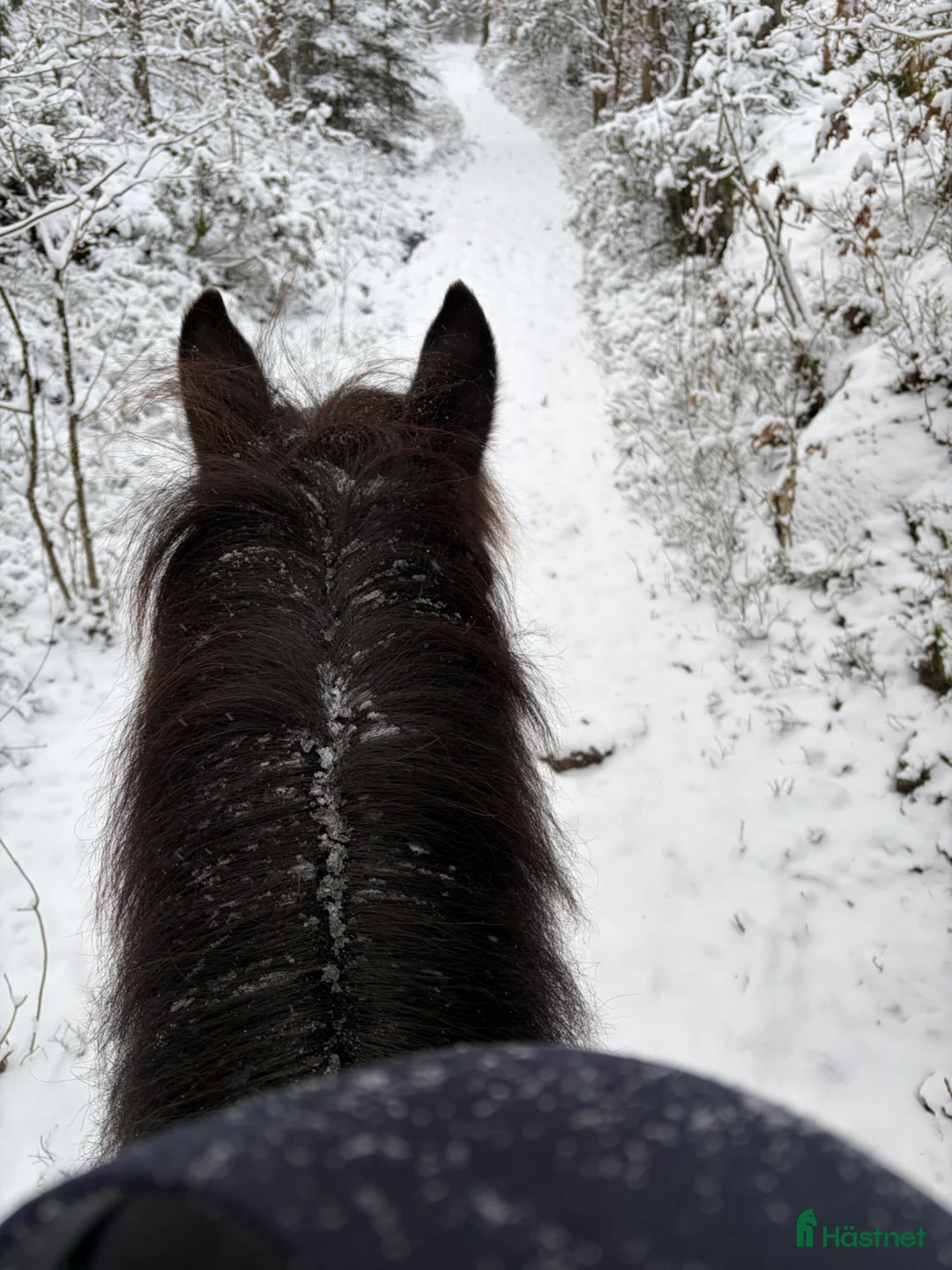 Allround hästar sökes: SÖKER SÄLSKAPS PONNY / FODER  i Kode - Annons 1