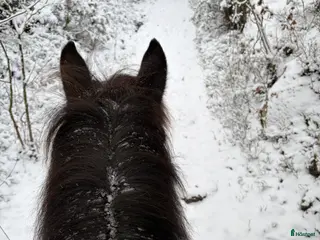 hästar SÖKER SÄLSKAPS PONNY / FODER - Annons 2
