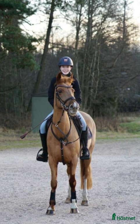  hästar Super snäll söt ponny - Annons 10