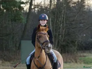 hästar Super snäll söt ponny - Annons 10