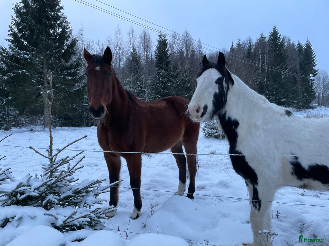 Allround hästar till salu: Fodervärd sökes  i Myresjö - Annons 2