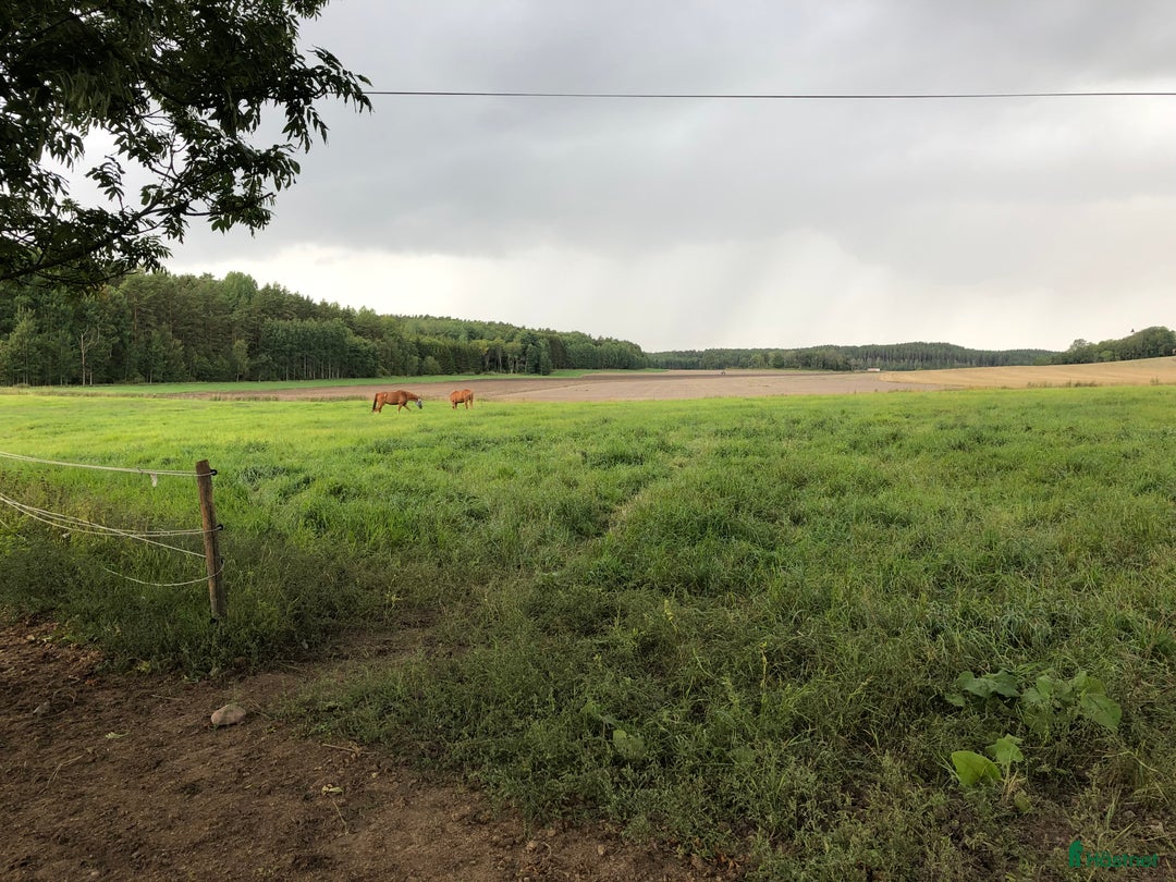  stallplats finnes: Litet stall Söderköping/norrköping  i Norrköping - Annons 5