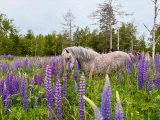 hästar En riktig drömhäst i Matfors - Annons 7