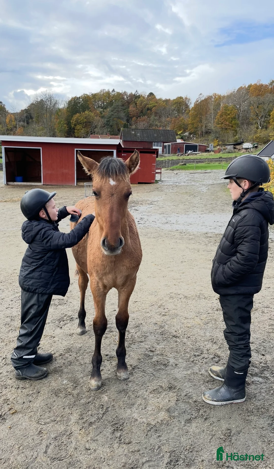 Allround hästar till salu: Kigermustang i Klövedal - Annons 6