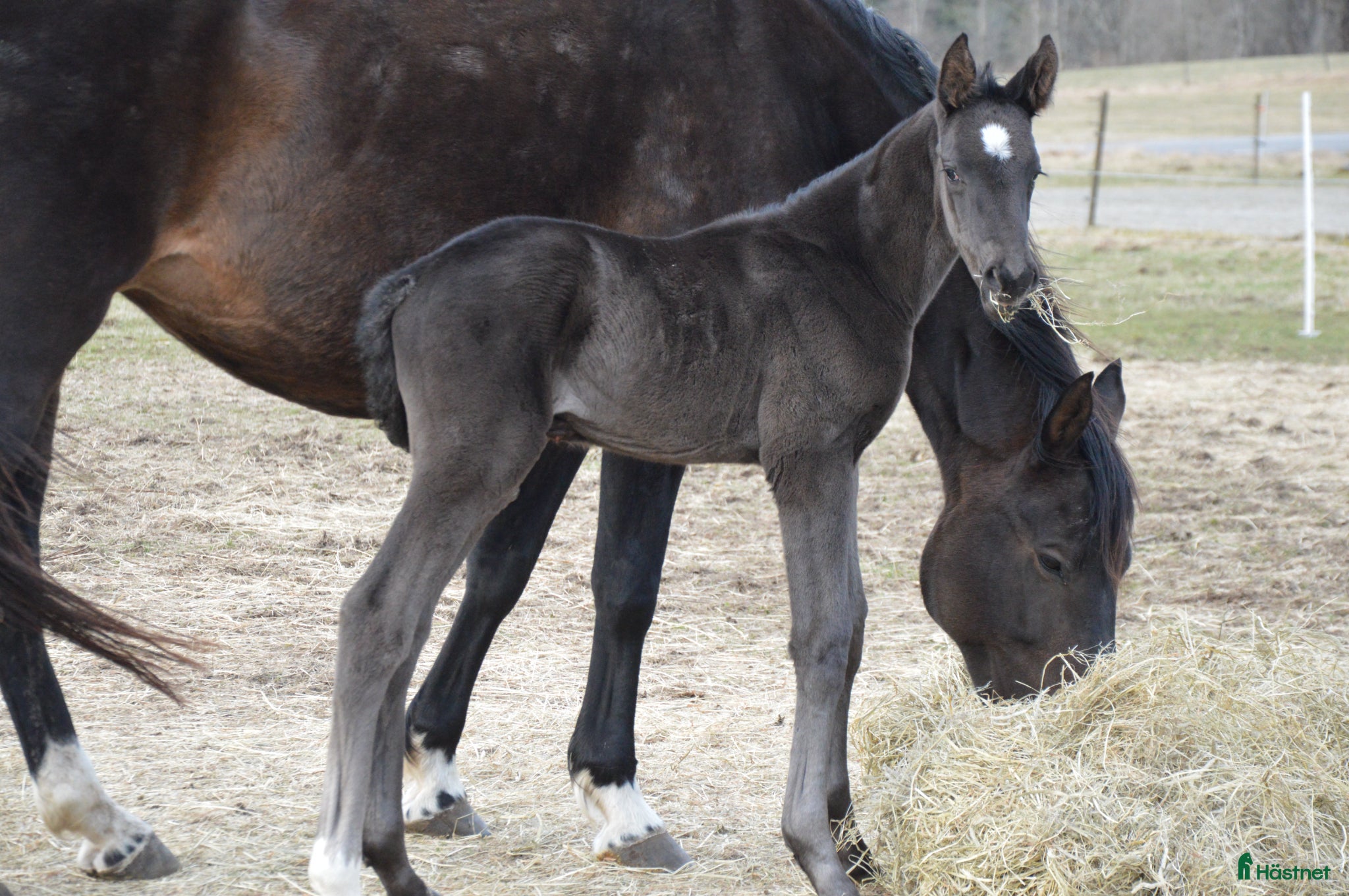  hästar Blivande Black Beauty - Annons 2