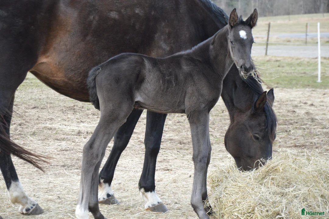 Dressyr hästar till salu: Blivande Black Beauty i Gällstad - Annons 2