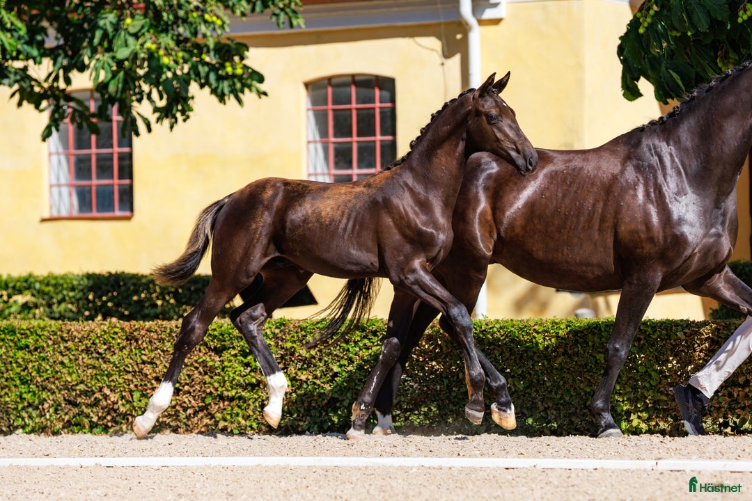 Dressyr hästar till salu: King Erik - PREMIEFÖL OBS prissänkt  i Sölvesborg - Annons 3