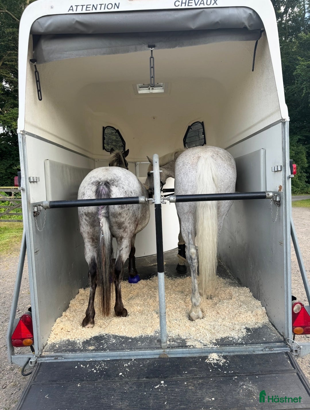 Hästtransporter  fordon & transport till salu: Cheval Liberte Gold Pullman V2 i Allerum - Annons 6