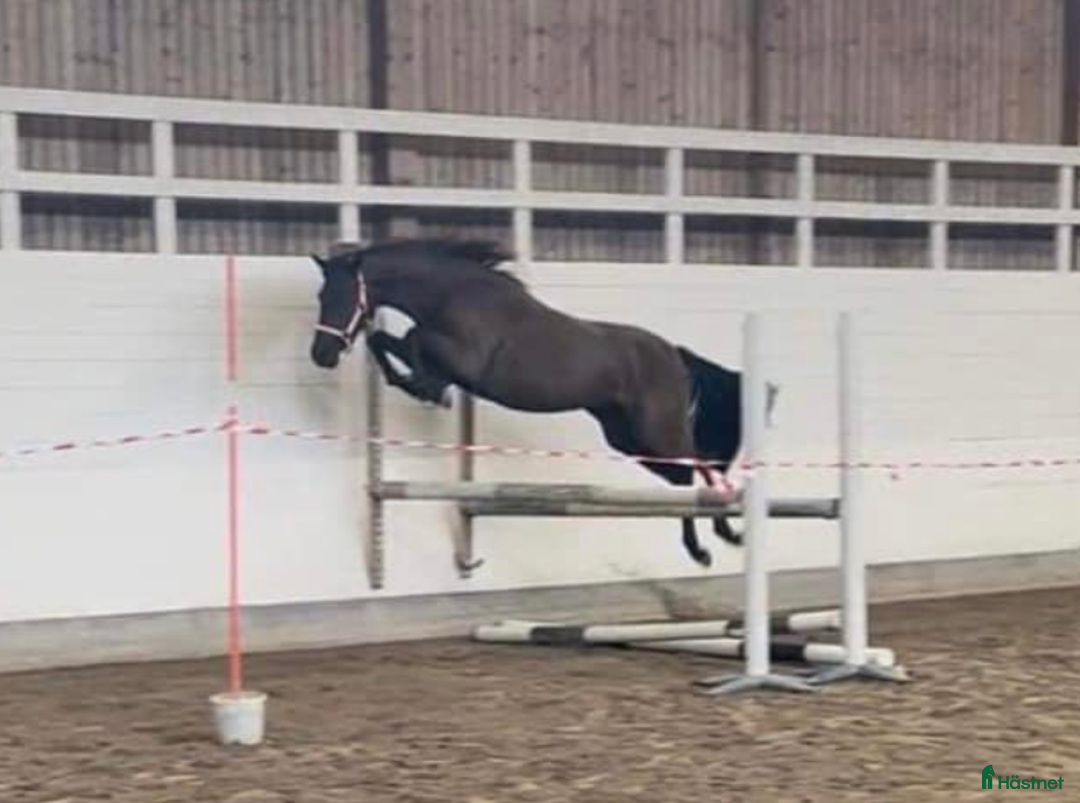 Working Equitation hästar till salu: Snygg kille med potential för bl.a. WE i Fagersta - Annons 5