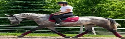 Allround hästar till salu: Exceptional Grey Beauty - Annons 3