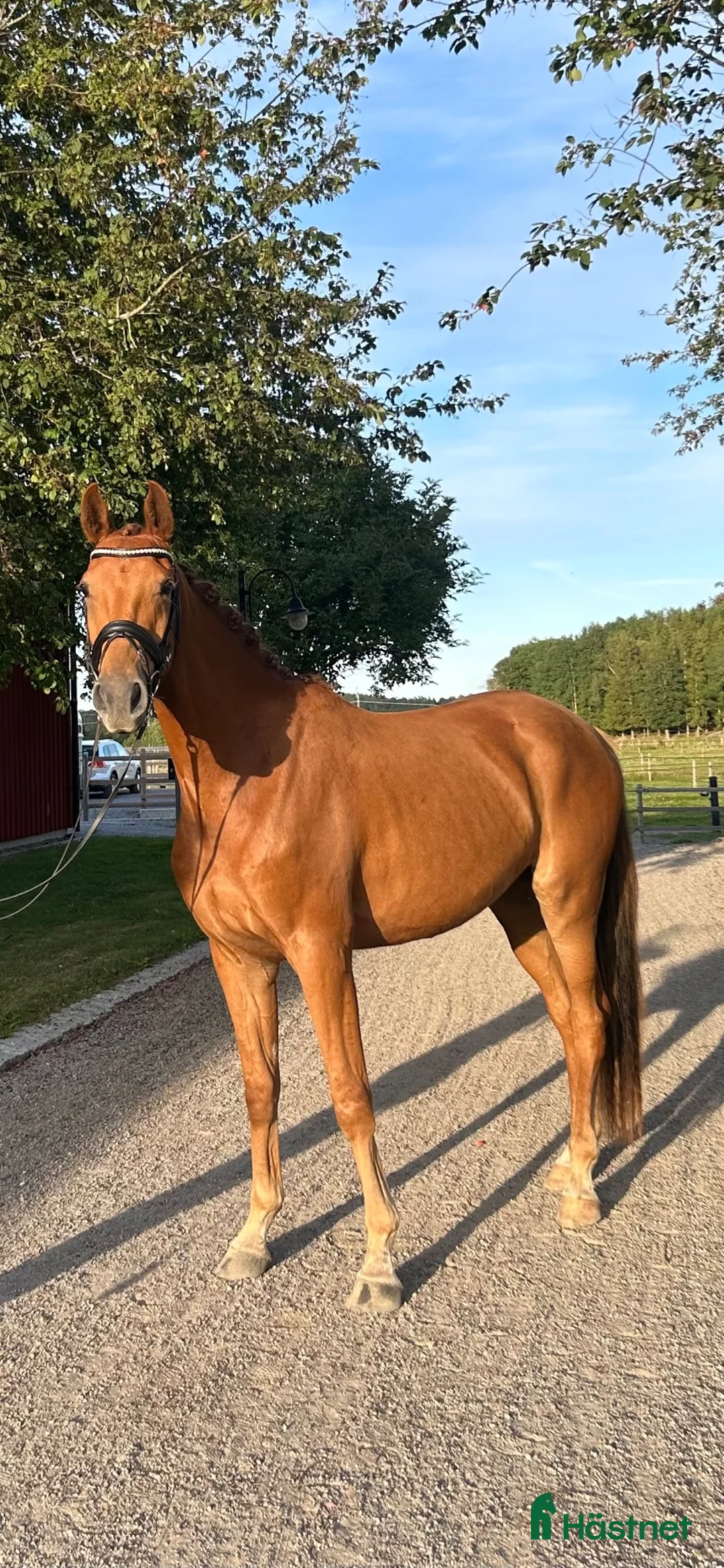  hästservice finnes: Inridning/utbildning/tävling/rehab  - Annons 3