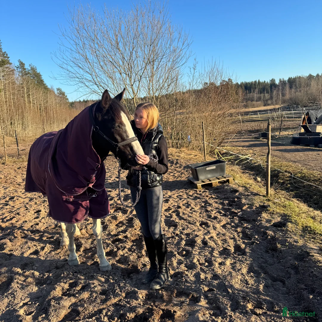 Hoppning hästar till salu: Bästa vän och stjärna ⭐️  - Annons 1